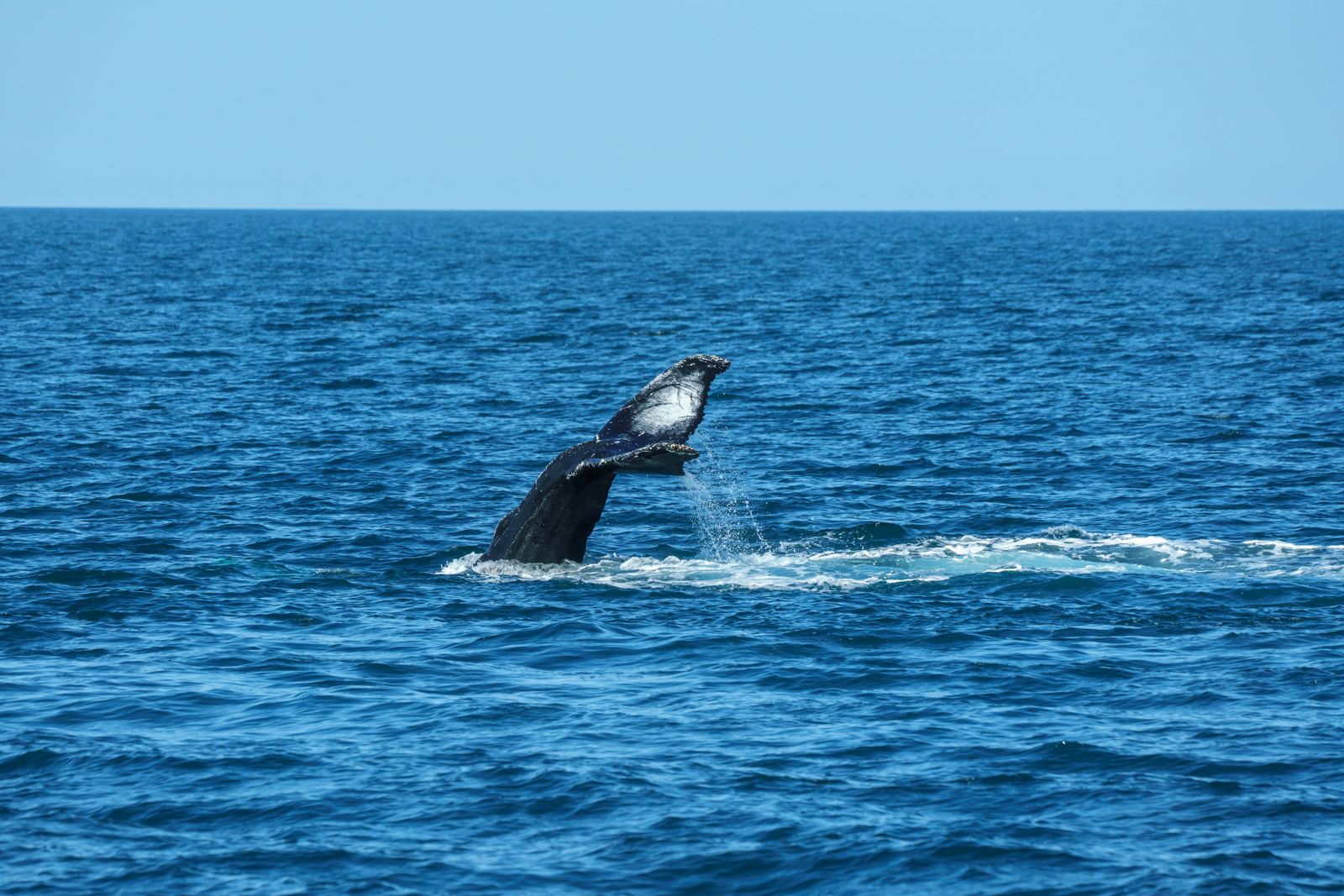 sperm whale diving