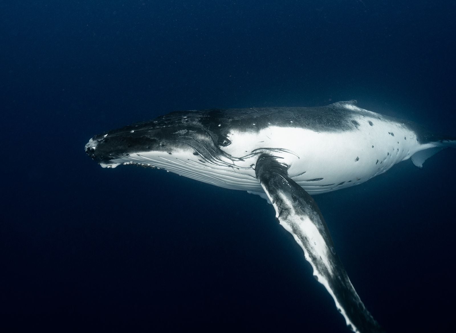 sperm whale head anatomy