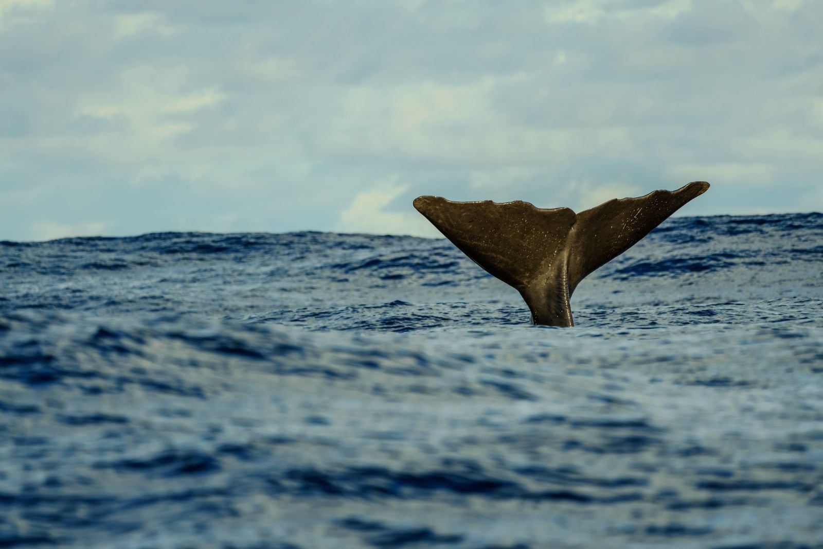 sperm whale pod surface