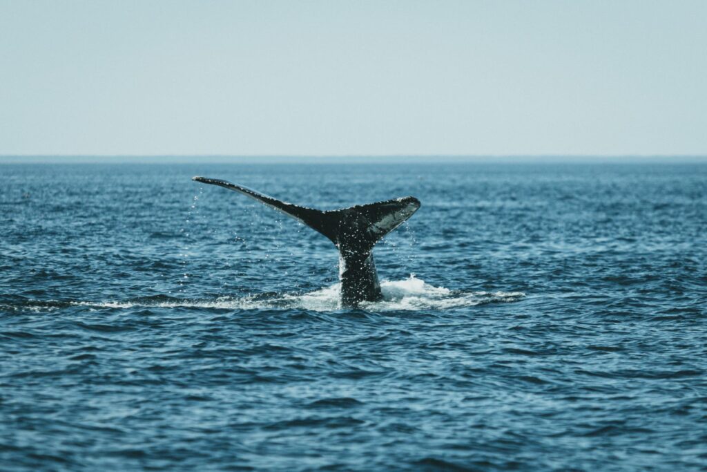 Sperm whales dive to depths of nearly 2,250 metres on a single breath, their heads packed with a waxy oil called spermaceti that solidifies under cold pressure and helps them sink like a stone toward prey they hunt in total darkness