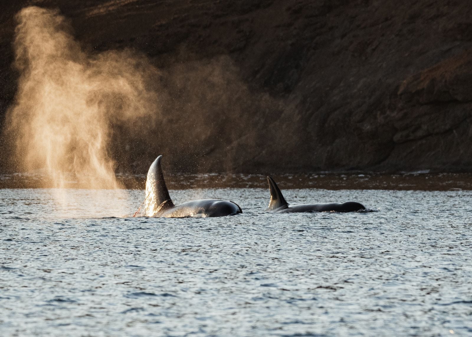 Sperm whales blow bubbles to stay suspended in vertical naps