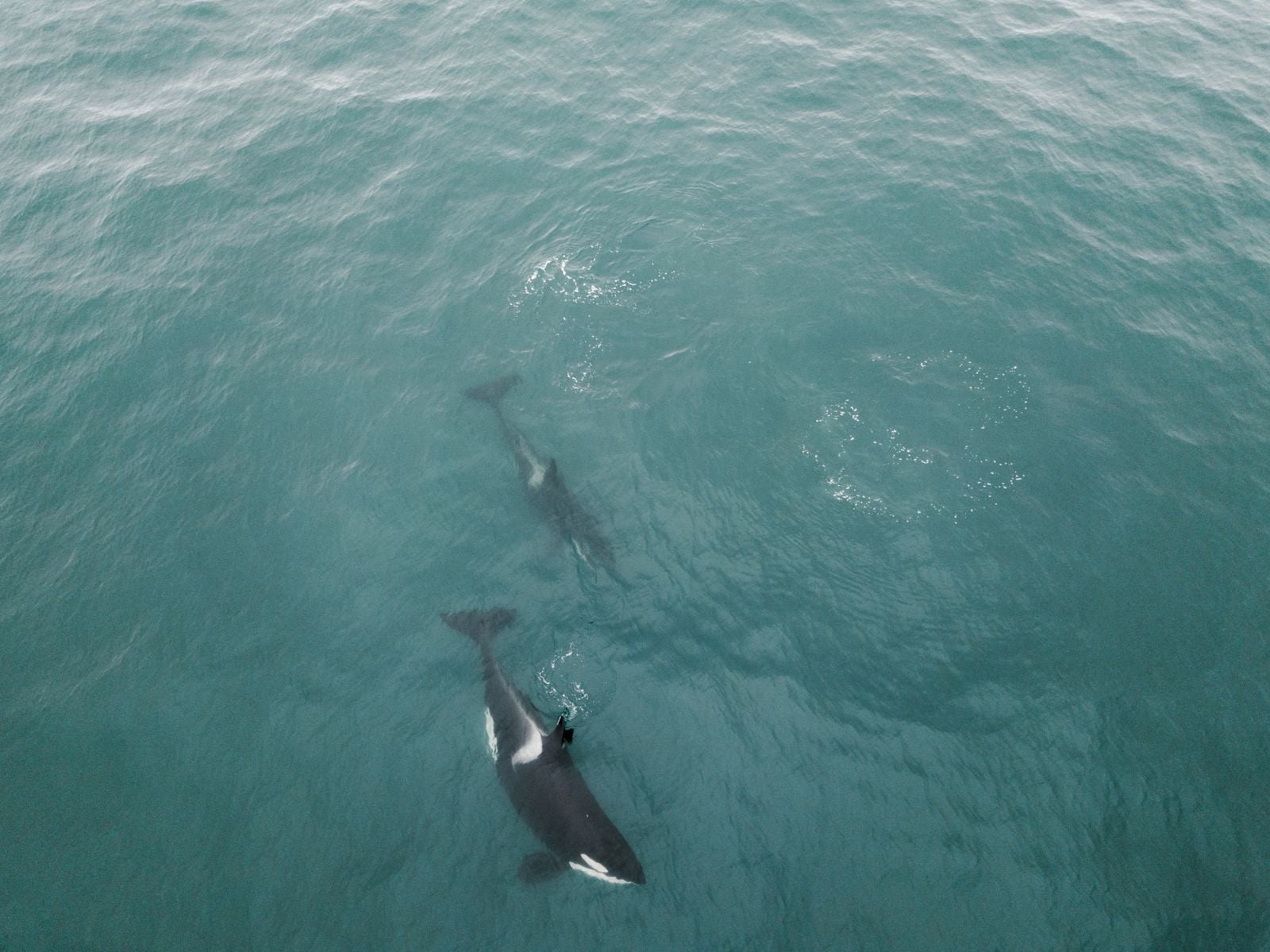 Sperm whales sleep vertically in silent pods near the ocean surface, drifting head-up in synchronized clusters for roughly ten to fifteen minutes at a time — the only mammal known to sleep this way, and the behaviour was not filmed until 2008