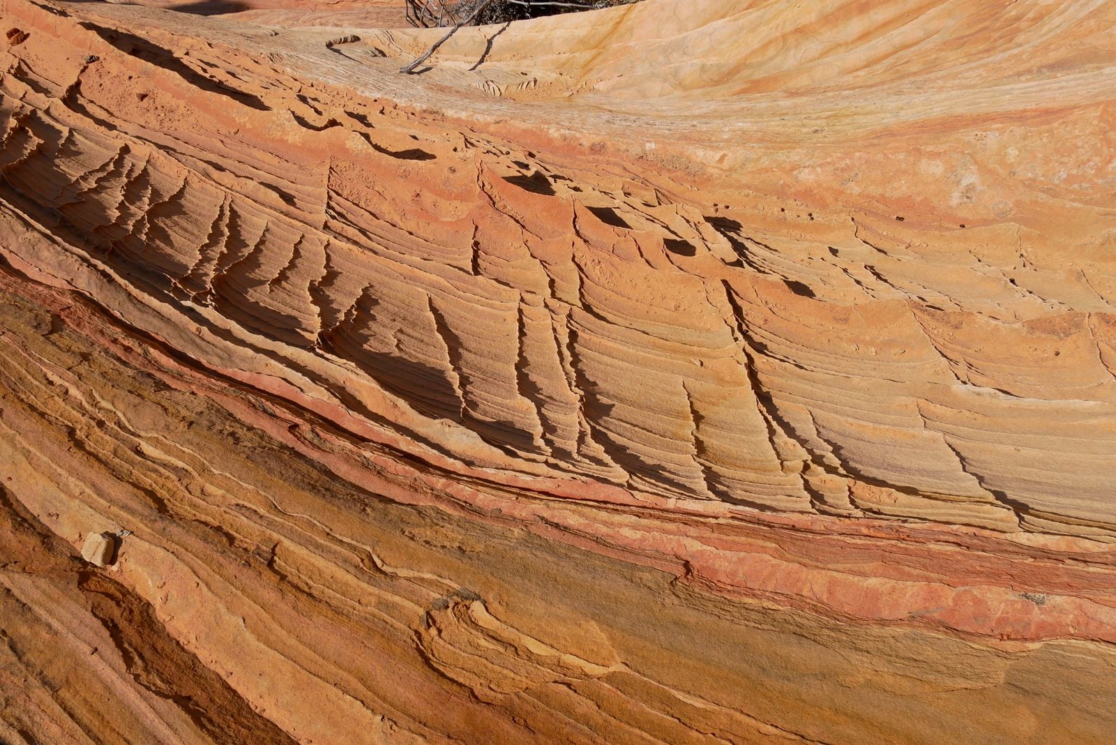 stromatolite microbial mat