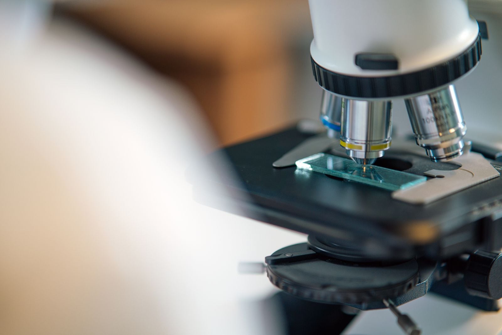 tardigrade microscope closeup