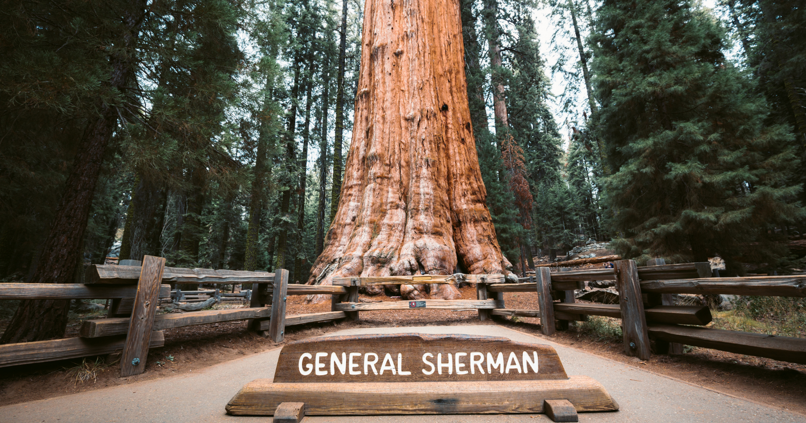 The colonists who settled the Giant Forest in 1886 renamed the largest tree on earth the Karl Marx Tree because they objected to what Sherman had done in the Indian wars, and when the government took their claims four years later it went back to being called General Sherman