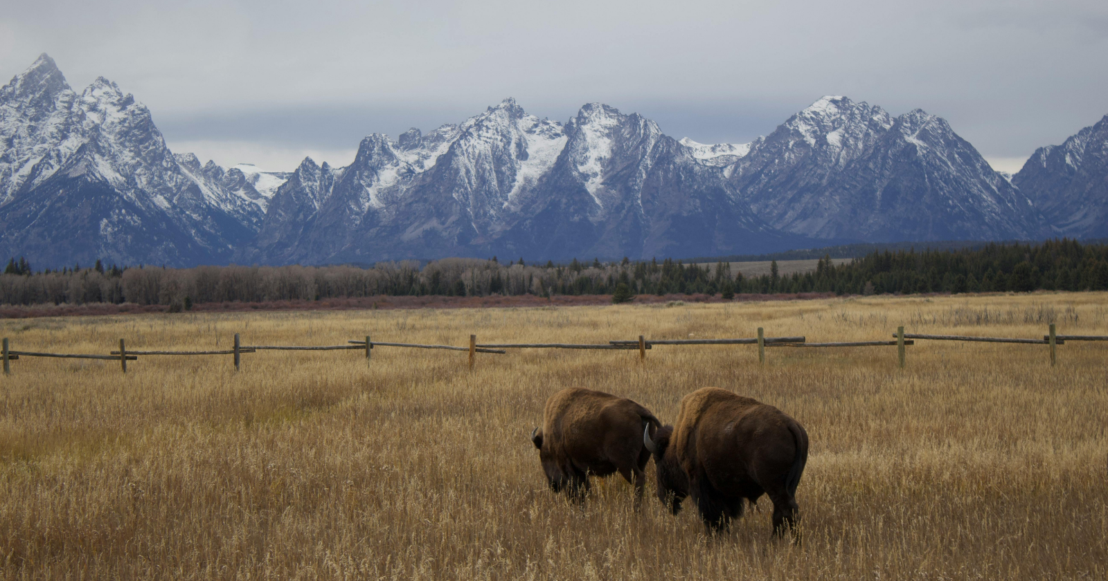 In 1927 John D. Rockefeller Jr. began buying up Jackson Hole ranchland through a Utah shell company called the Snake River Land Company, and after 15 years of Congress refusing the gift he wrote to the Interior Secretary saying he would sell the lot on the open market to any satisfactory buyer