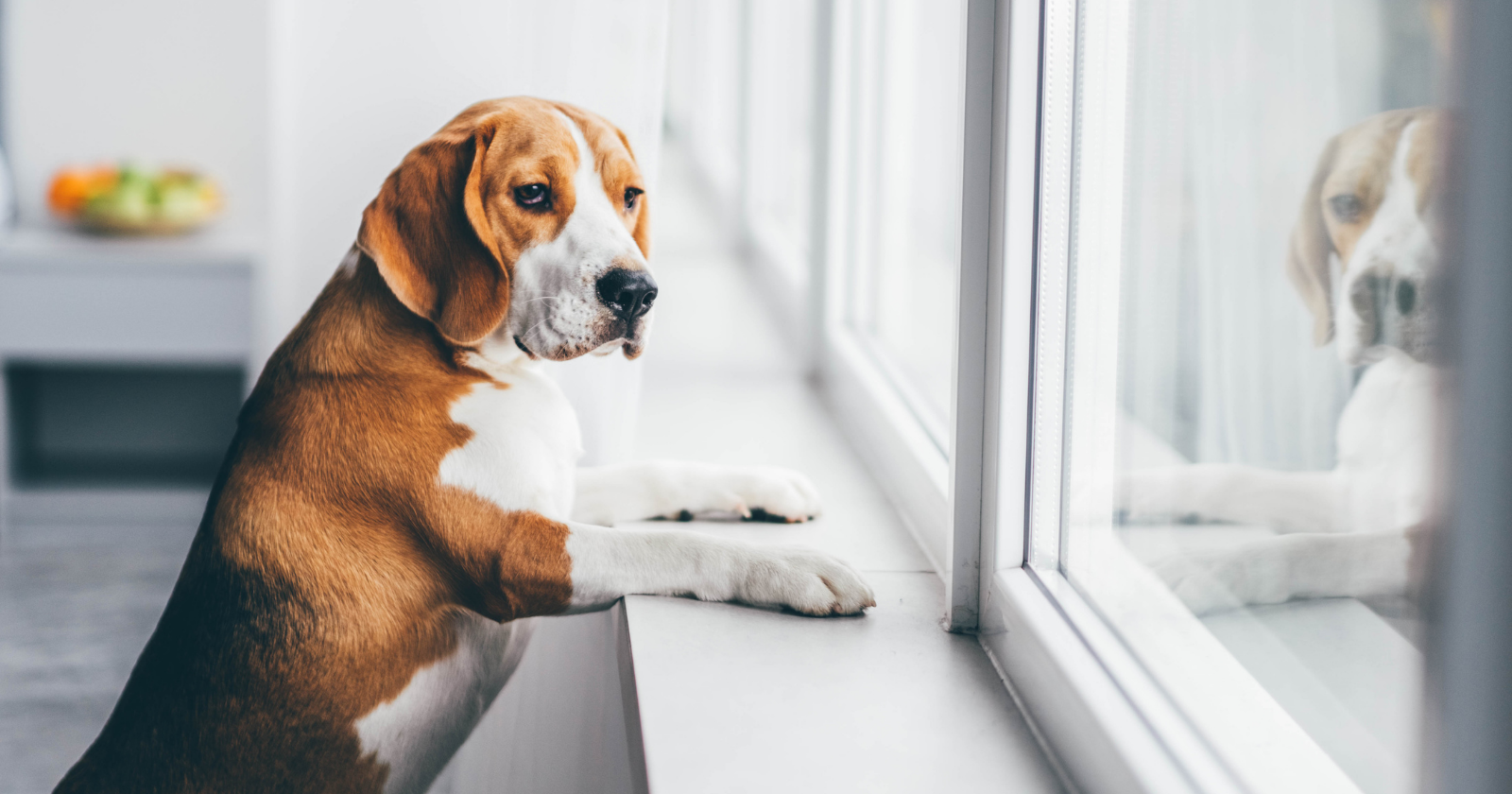 Psychology says people who struggle with guilt when leaving their pet alone aren't simply being irrational — separation anxiety toward companion animals is a documented human response, closely tied to how strongly we treat them as attachment figures
