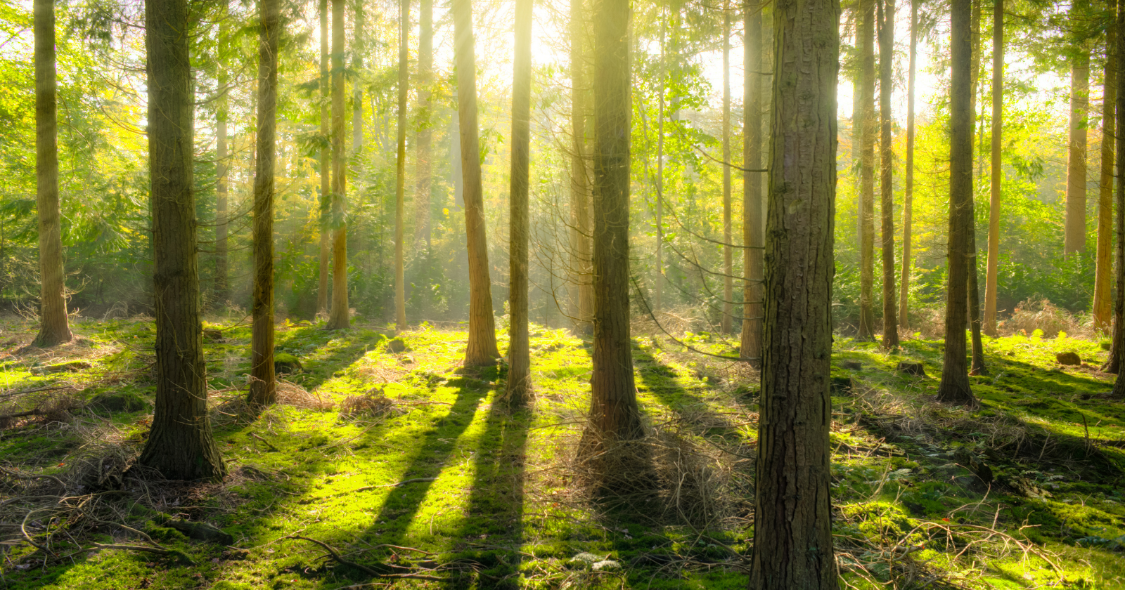 Japan has a phrase, 木漏れ日 (komorebi), for daylight filtering by the gaps between leaves and branches — an on a regular basis sight captured so exactly in Japanese that English wants a whole phrase to explain it Japan has a phrase, 木漏れ日 (komorebi), for daylight filtering by the gaps between leaves and branches — an on a regular basis sight captured so exactly in Japanese that English wants a whole phrase to explain it