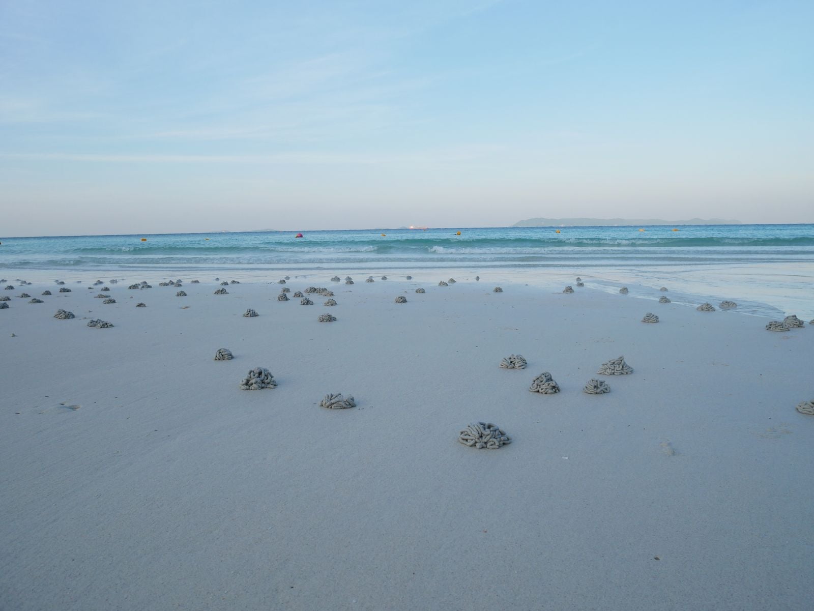 bootlace worm beach