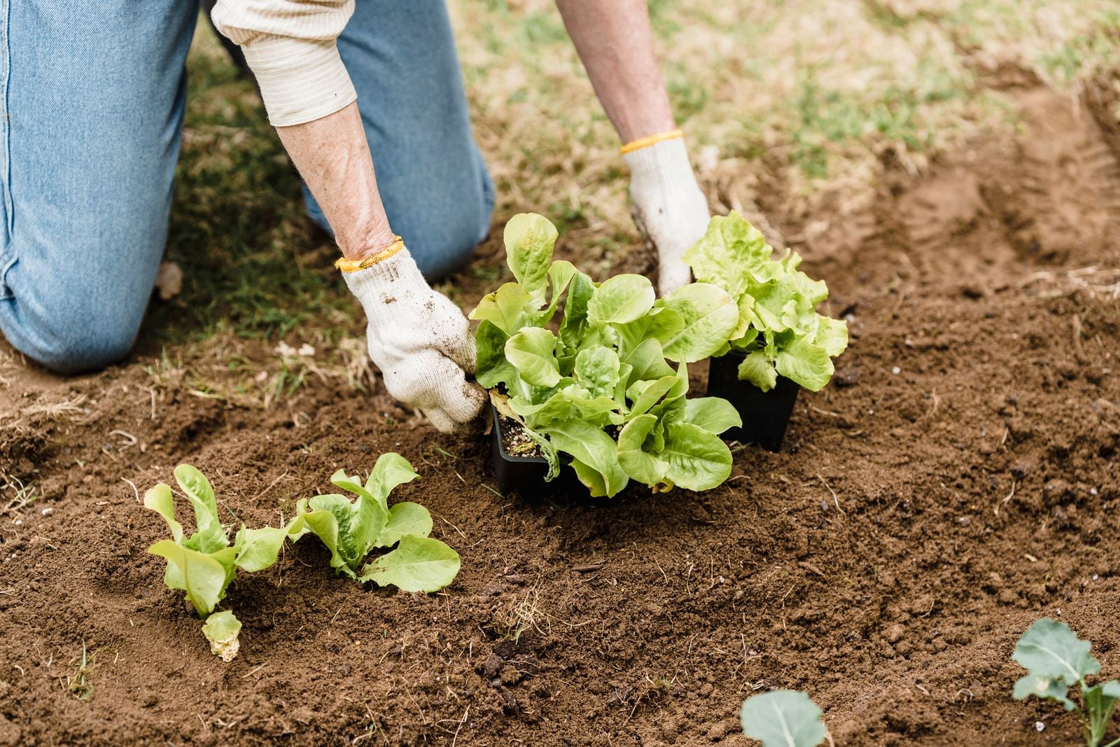 elderly hands plant