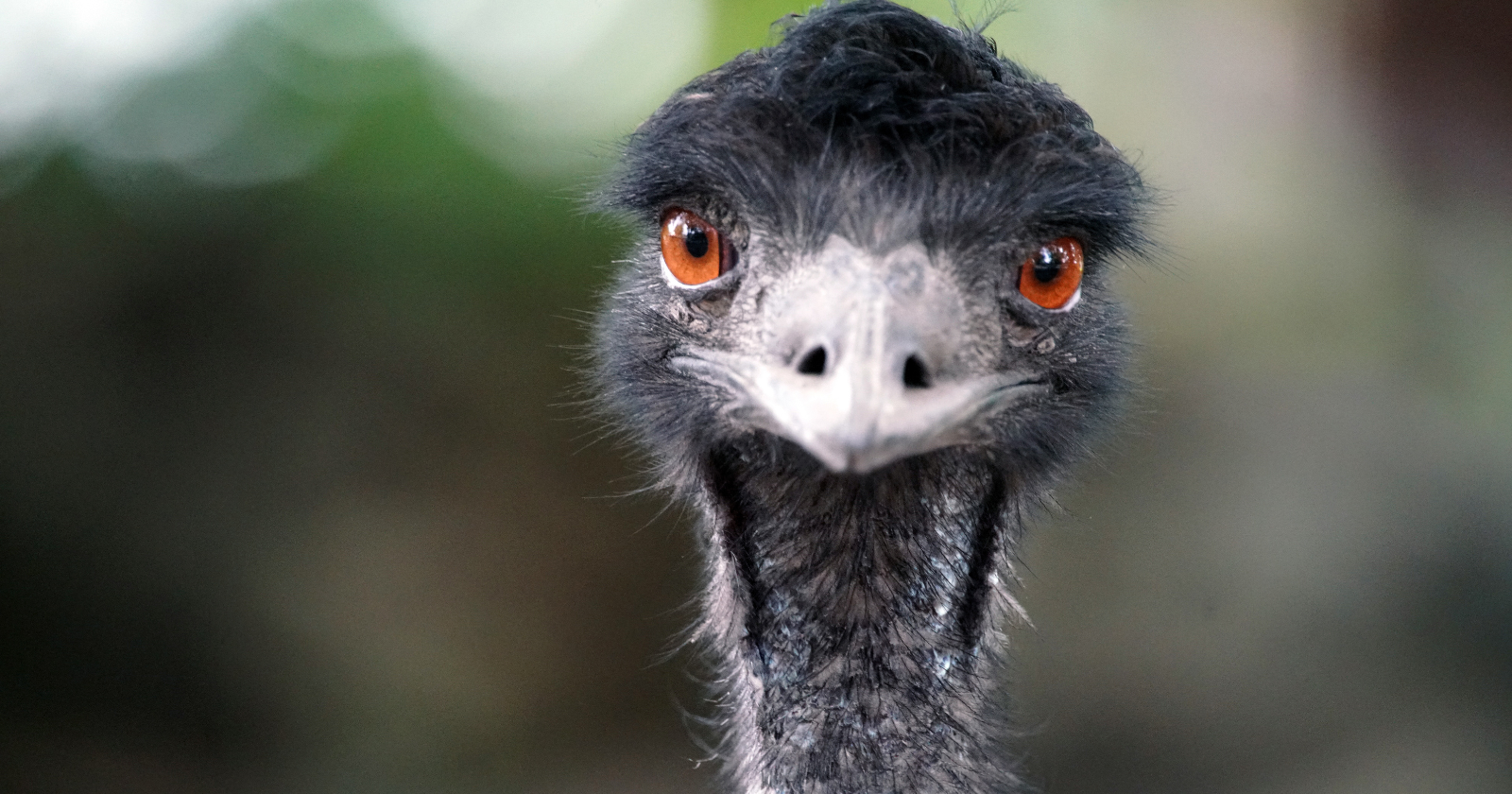 Australia's Great Emu War Ends in Defeat