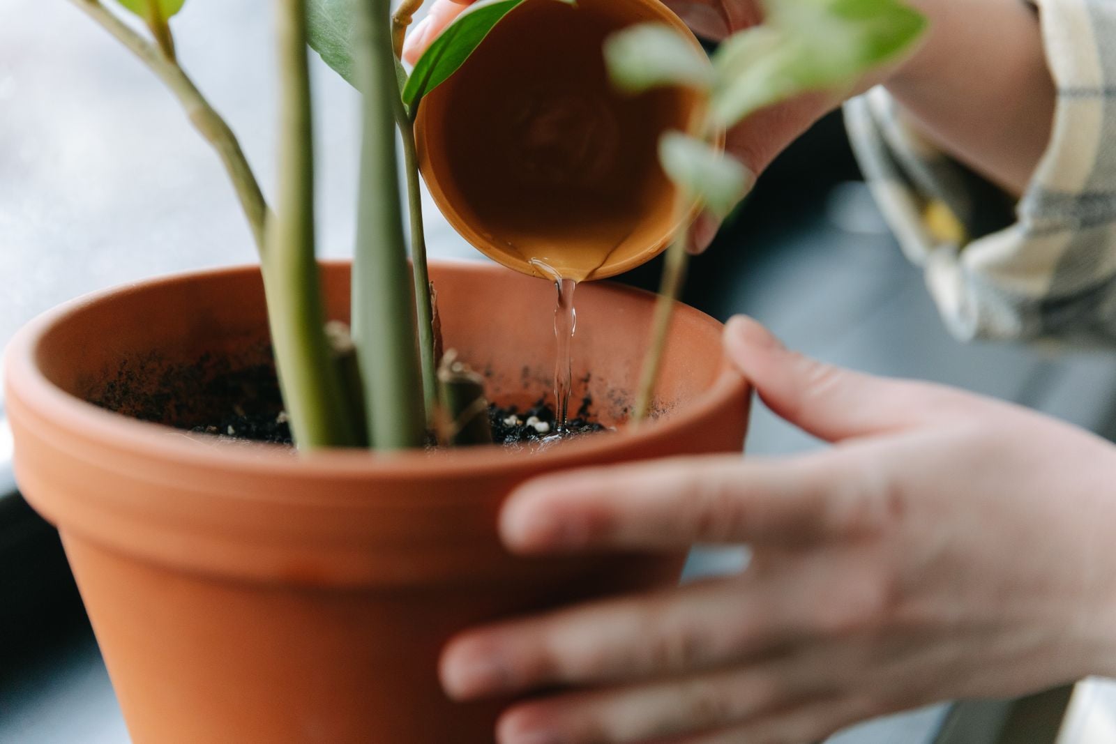 In a 1970s study by Ellen Langer and Judith Rodin, nursing home residents were given responsibility for a small plant; eighteen months later, the group that watered their own plants had a mortality rate half that of the group whose plants were tended for them