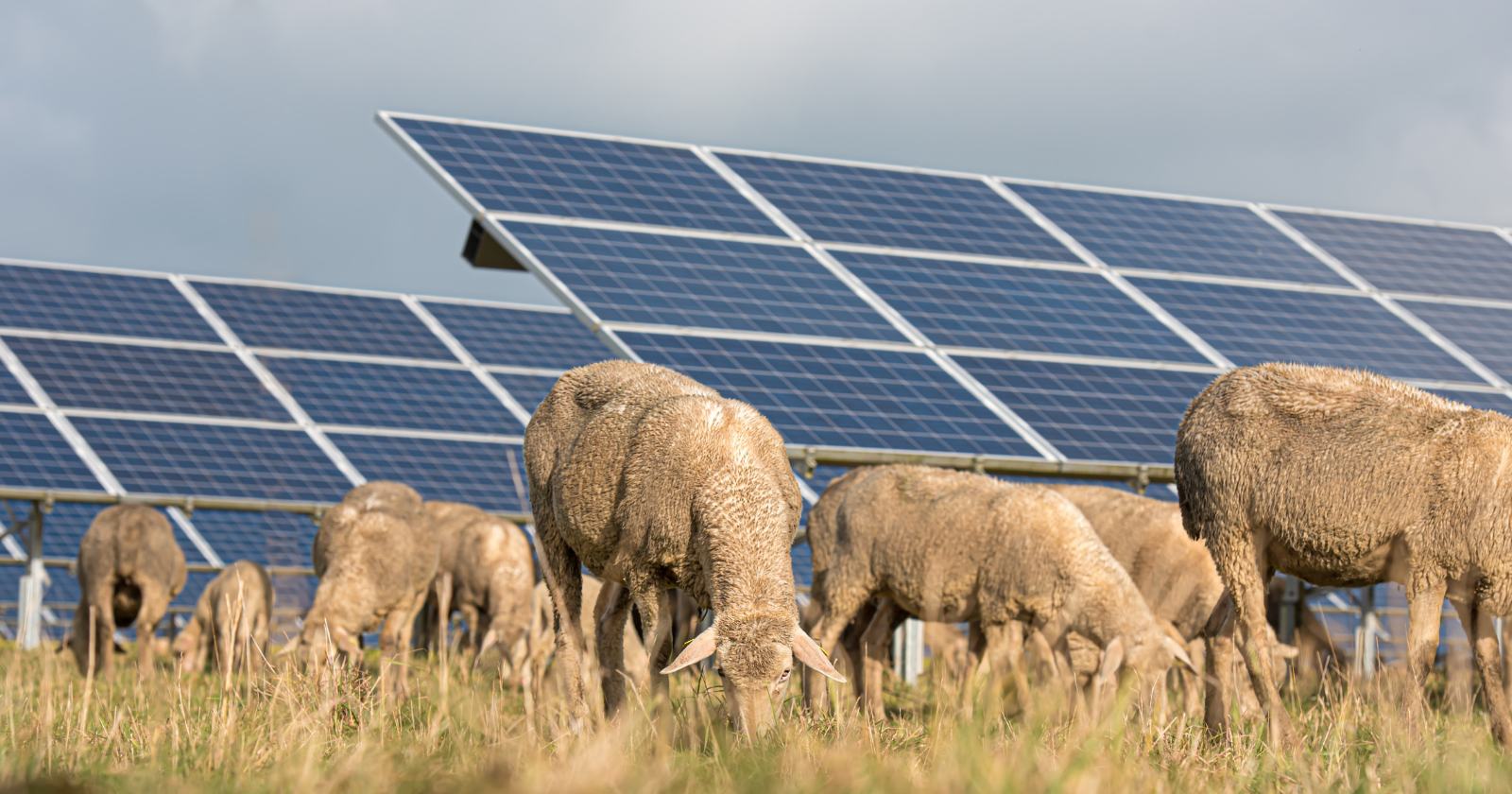 A Texas rancher grazes more than 8,000 sheep across solar farms, and the solar companies pay him to do it — the sheep keep the vegetation off the panels, and grazing under glass is now the entire ranching operation