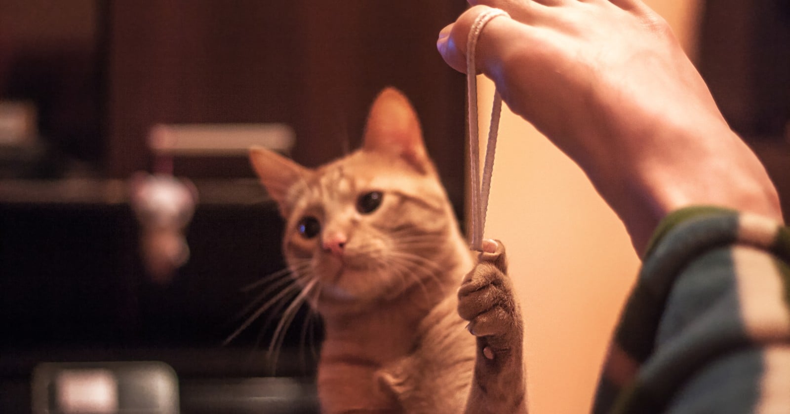Dog interaction buffers stress, cat interaction does not