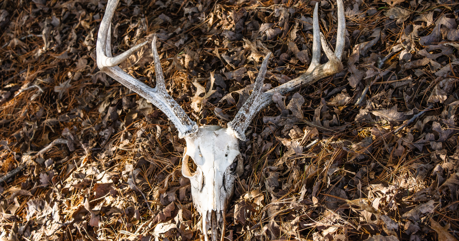 A heatwave in the summer of 2016 thawed ground on the Yamal Peninsula that had held a reindeer carcass since at least the 1940s. The anthrax spores in it were still viable: more than two thousand reindeer died, dozens of people were hospitalised, and a twelve-year-old boy lost his life.