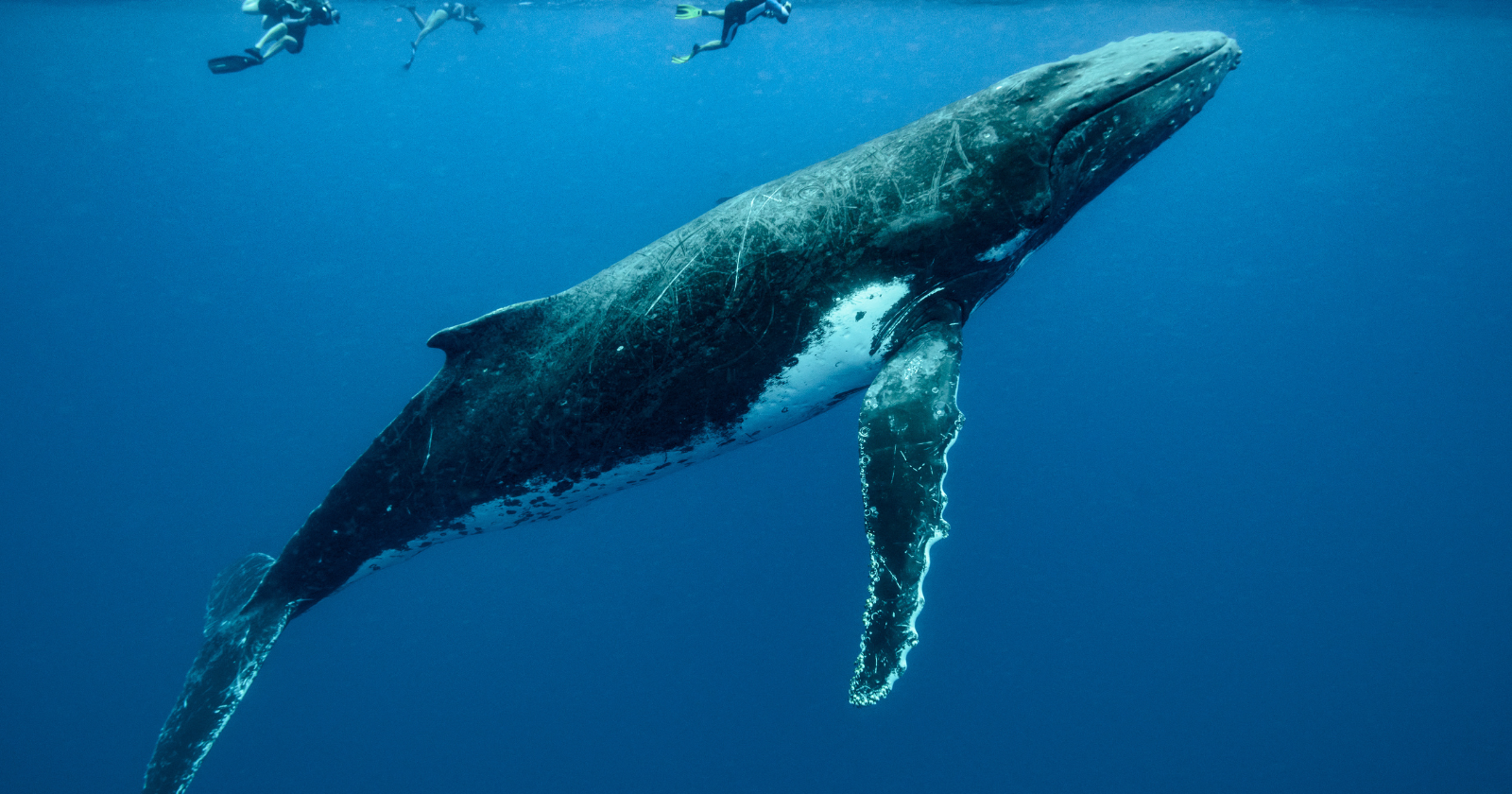 Whale Earwax Archives Ocean Stress History